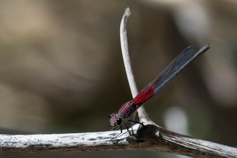 american rubyspot